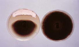 Streptomyces tutkimuksessa