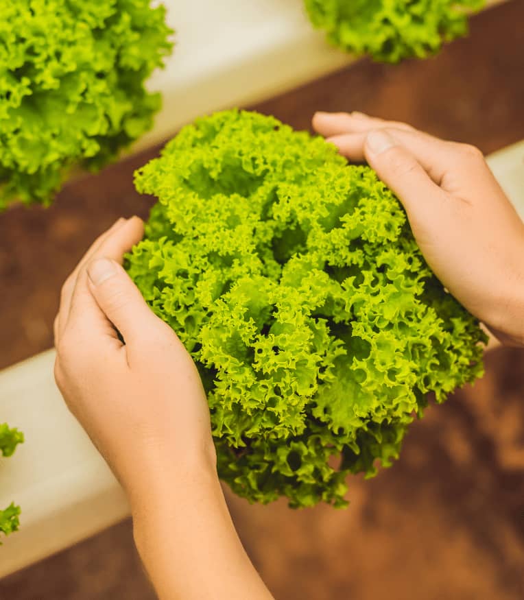 Kasvihuoneessa kasvatettu salaatti pidettynä käsissä